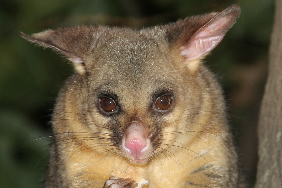 Possum Removal and Pest Control Adelaide Peter the Possum Man